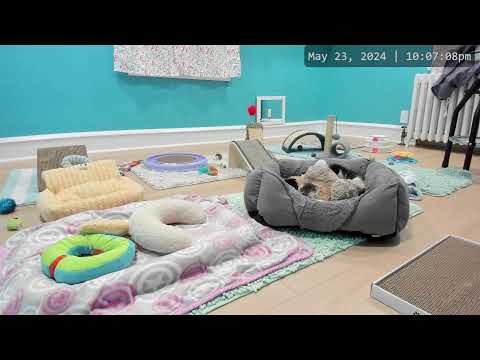 Kitkat Playroom LIVE: The Maps - 2 adorable tabby kittens