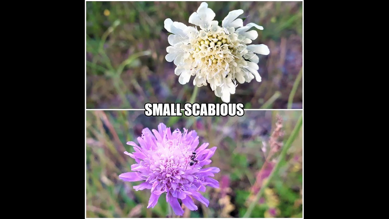 Beautiful Small Scabious Flowers (Scabiosa columbaria) - YouTube