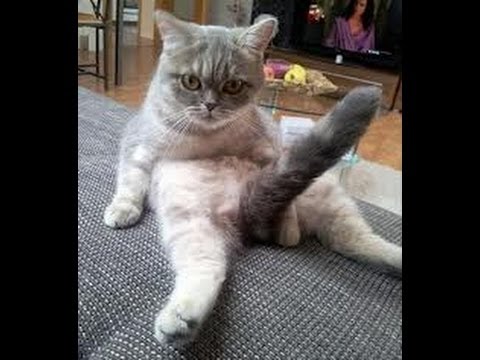 MOTHER FUCKING CAAAAAAAAAAAAAAAATS