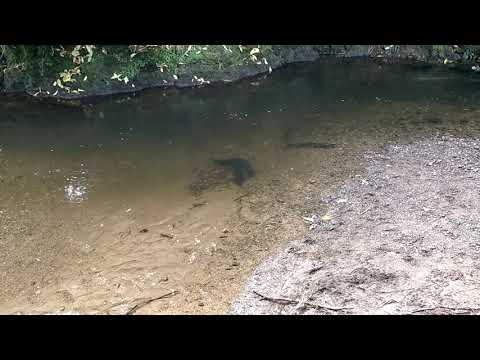 Eels in Tawa, New Zealand