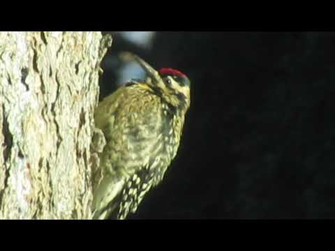 red bellied woodpecker 2  - Westchester, NY