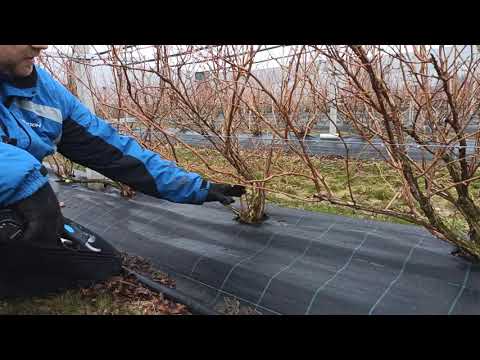 Borůvková farma Postoupky u Kroměříže - střih borůvek I.