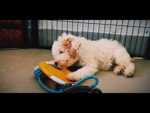 Lagotto Romagnolo puppy for sale