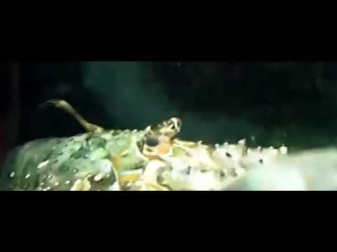 ParaZik MatiK - L'écrevisse