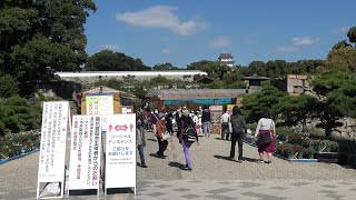 【第92回 明石市 明石公園 菊花展覧会/2020】10/25(日)