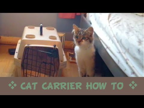 Cat Hates Carrier -  Easy Way to Get Your Cat into a Carrier Video