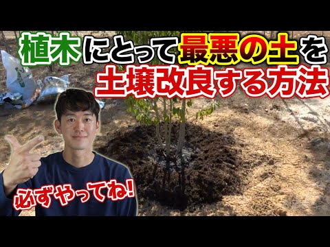 粘土質の土壌に植える果樹はどれですか?いつ、どのように植えるのですか？  庭園