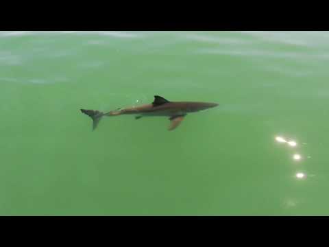 Monterey Bay White Shark Observatory, PSRF Long Term Monitoring Study: 5/1/2020.