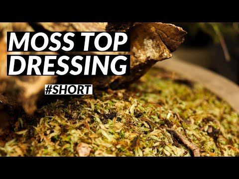 , title : 'Moss Top Dressing For Bonsai'