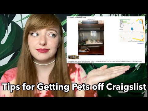 Ma Pets Craigslist