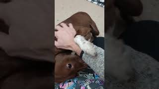 Video preview image #1 Chihuahua-Unknown Mix Puppy For Sale in York, SC, USA