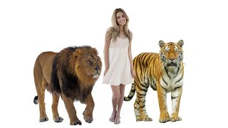 Size Comparison - How Big Are Animals Compared to a Human
