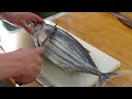 Best Bonito Fish Filleting Skills Fastest Filleting Fish