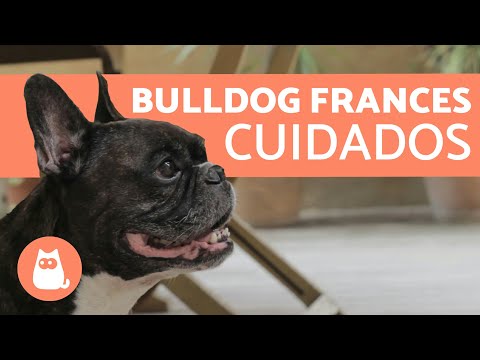 French Bulldog Care