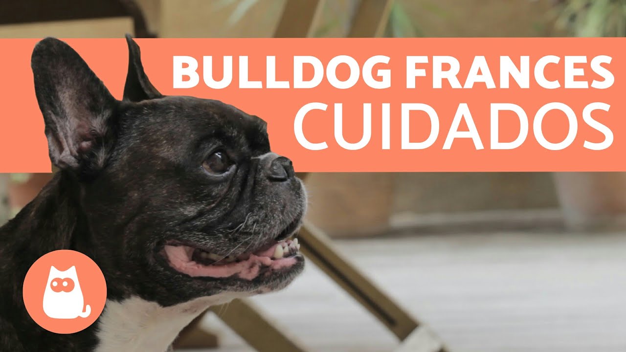 Cuidados del BULLDOG FRANCÉS