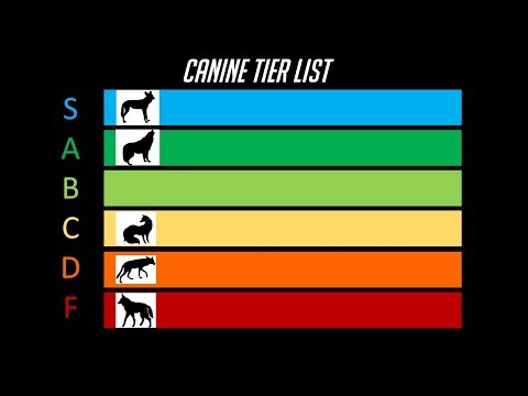 The Dog Tier List