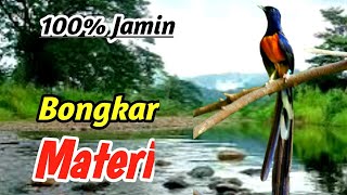 Download lagu Murai Batu Golden Voice – Premium Masteran for Maximum Performance mp3