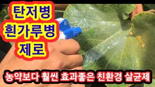 농약보다 효과좋고 오래가는 친환경살균제 고추 탄저병,오이호박수박,참외,가지,토마토 흰가루병,노균병, 이산화염…