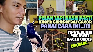 Download lagu [TERBARU] PAKAI CARA INI SAJA ⁉️ KACER GIRAS PASTI CEPAT GACOR DENGAN TRIK JITU INI mp3