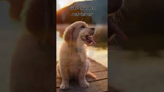 Download lagu Golden Retriever puppies #ai #shorts #pappy mp3 Download lagu Golden Retriever puppies #ai #shorts #pappy mp3