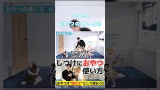他犬に反応する時の間違ったおやつの使い方