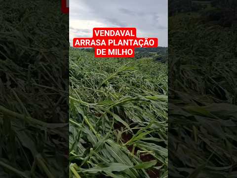 Forte vendaval destroi plantação de milho no município de Coronel  Freitas - SC. #shorts #clima