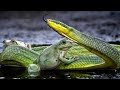 🐉Snake vs Frog 😱video #natural #DISCOVERY #word #short #google #comedy #movie #funny