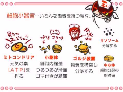 ミクロプテリックス・カルテラ © Entomart.ins