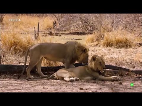 Documental - Tierra de grandes felinos 4 - El contraataque de los veteranos