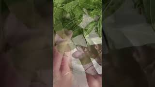 Try This Amazing Bay Laurel Hack! #gardenary #herbal #wreathtutorial