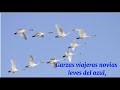 Garzas viajeras / José Larralde