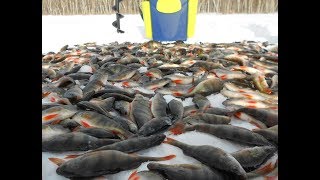 Зимняя рыбалка в тайге на окуня