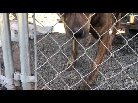 Quilla, an adopted Pit Bull Terrier & Belgian Shepherd / Malinois Mix in Crescent city, CA_image-1