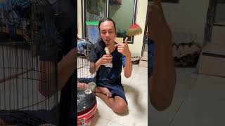Download lagu This bird 1 is held and still sings gacor dor #birds #kicaumania #qinarabanyuwangi mp3 Download lagu This bird 1 is held and still sings gacor dor #birds #kicaumania #qinarabanyuwangi mp3