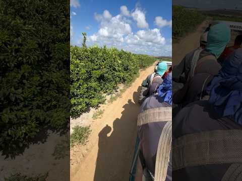 #laranjas #conde #bahia #agroétop