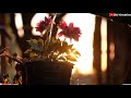 Ye Haseen Wadiyan Love Whatsapp Status GU Creation