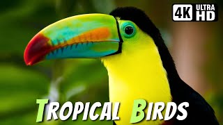 Most Beautiful Tropical Birds | Amazing Birds Chirp | Stress Relief | Relaxing-Healing Nature Sounds