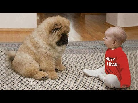 Quand votre bébé et votre chien ont un langage secret ❤️