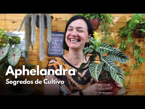 , title : 'Aphelandra: Segredos de Cultivo'