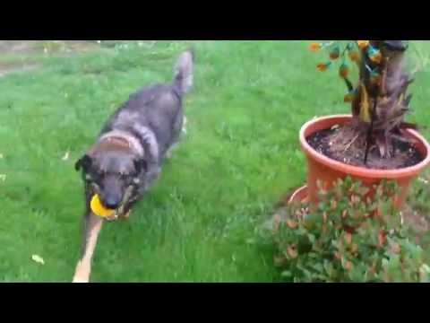 Mutiger Lustiger Hund (Hundeblog) - funny Dog