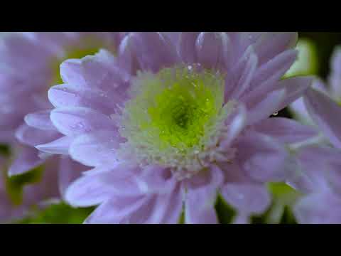 Miniature I by May Roosevelt