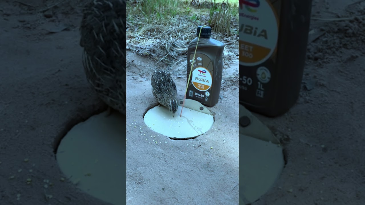 Genius DIY Quail Trap Setup That Catches Fast #shorts #traps