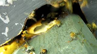 preview picture of video 'Africanized Honey Bees in Geneva,Fla (Seminole County)'