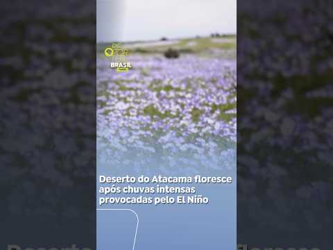 Deserto do Atacama floresce após chuvas intensas provocadas pelo El Niño