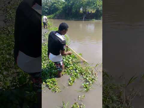 puro fósforo , puro fósforo en la corriente de Mahates bolivar #pescador #pescadores #pesca #flip