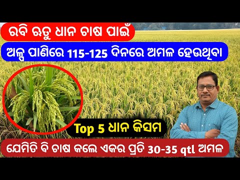 Rabi Paddy ରବି ଋତୁ ଧାନ ଚାଷ 115-125 ଦିନରେ ଅମଳ ହେଉଥିବା Top 5 ଧାନ କିସମ  30-35qtl ଅମଳ