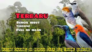 Download lagu Suara pikat burung kecil paling ampuh. terbaru 2022 mp3 Download lagu Suara pikat burung kecil paling ampuh. terbaru 2022 mp3