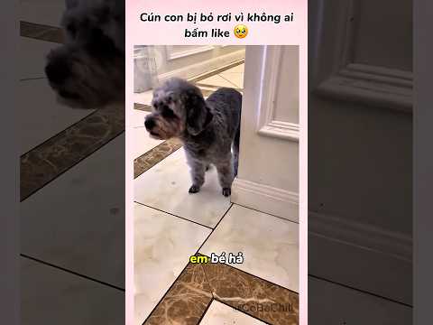 Cún Con Bị Bỏ Rơi Vì Không Ai Bấm Like 🥹