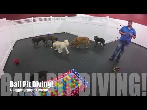 Dogs Compete in Olympics!