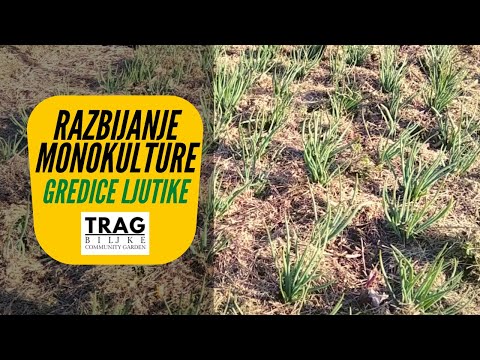RAZBIJ MONOKULTURU GREDICE LJUTIKE (lat. Allium ascalonicum) (2021) [TRAG BILJKE]